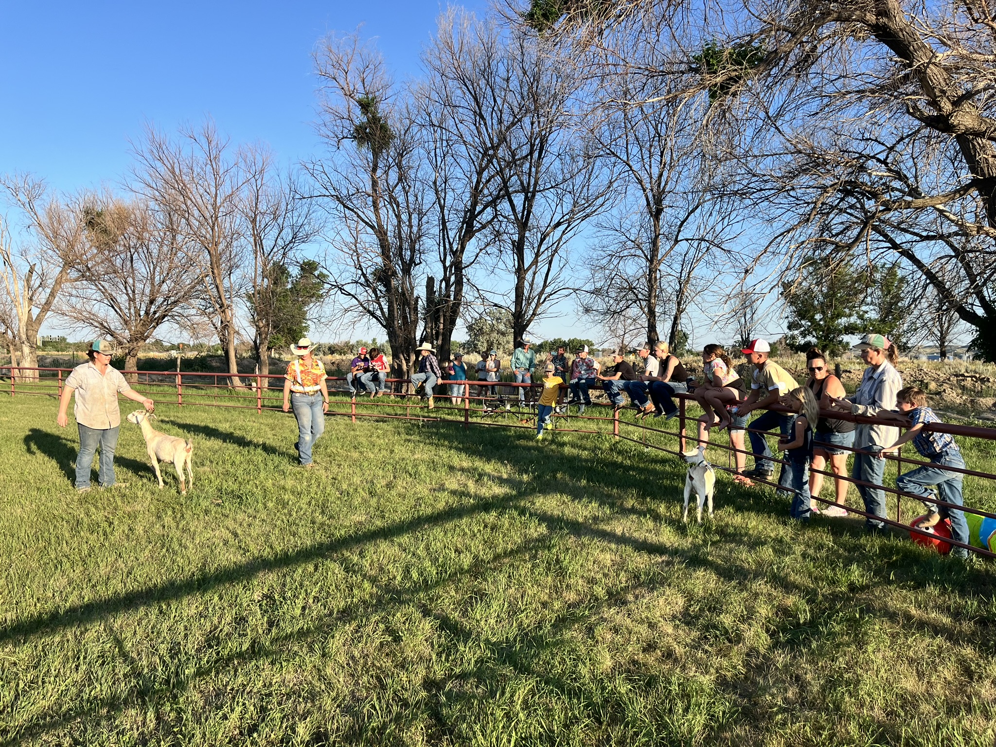 Prairie County 4-H teen leaders teach fellow members how to show livestock at a showmanship clinic